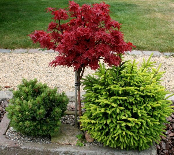 Roter Fächerahorn Shaina - Acer palmatum Shaina Stämmchen Stammhöhe, 60 cm, Krone einjährig, im 5 Liter Container