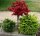 Roter Fächerahorn Shaina - Acer palmatum Shaina Stämmchen Stammhöhe, 60 cm, Krone einjährig, im 5 Liter Container
