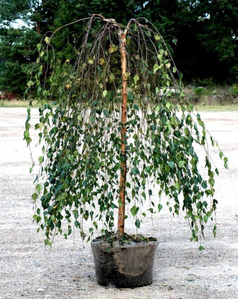 Trauerbirke Hängebirke Youngii - Betula pendula Youngii Stämmchen Stammhöhe, 80 cm, Krone einjährig, im 5 Liter Container