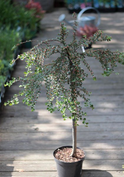 Felsenmispel Boer - Cotoneaster praecox Boer Stämmchen