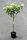 Rispenhortensie Limelight - Hydrangea paniculata Limelight St&auml;mmchen