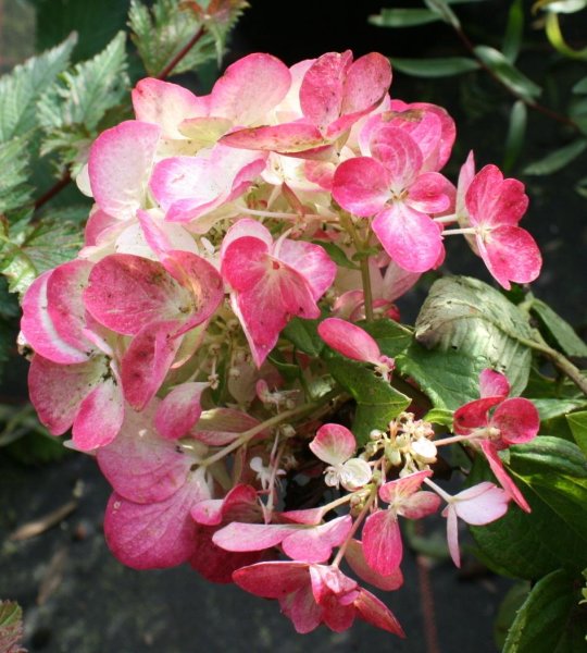 Rispenhortensie Wim`s Red - Hydrangea paniculata Wim`s Red Stämmchen