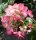 Rispenhortensie Wim`s Red - Hydrangea paniculata Wim`s Red St&auml;mmchen