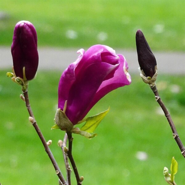Purpurmagnolie Susan - Magnolia liliiflora Susan Stämmchen Stammhöhe 80 cm, im 5 Liter Container