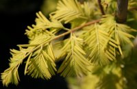 Gelber Urweltmammutbaum ‘Gold Rush - Metasequoia...