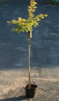 Gelber Urweltmammutbaum ‘Gold Rush - Metasequoia...