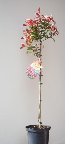 Rotlaubige Glanzmispel Devils Dream ® - Photinia fraseri Devils Dream ® Stämmchen Stammhöhe 80 cm, Krone mehrjährig,  im 5-Liter Container