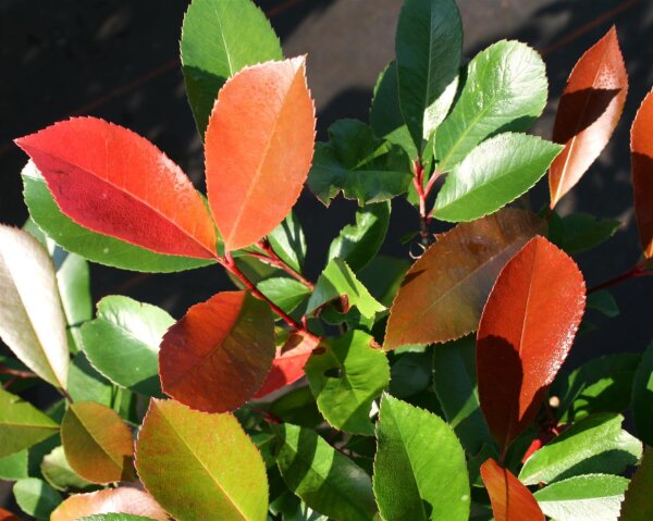Rote Glanzmispel 'Red Robin' Stmmchen von Baumschule Aurea, 47,95