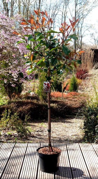 Rote Glanzmispel Red Robin - Photinia fraseri Red Robin Stämmchen, Stammhöhe 80 cm, Krone mehrjährig,  im 5 Liter Container