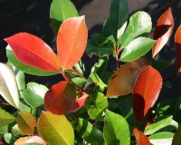 Rote Glanzmispel Red Robin - Photinia fraseri Red Robin Stämmchen, Stammhöhe 80 cm, Krone mehrjährig,  im 5 Liter Container