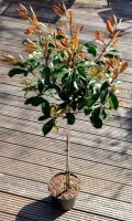 Rote Glanzmispel Red Robin - Photinia fraseri Red Robin Stämmchen, Stammhöhe 80 cm, Krone mehrjährig,  im 5 Liter Container