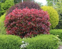 Rote Glanzmispel Red Robin - Photinia fraseri Red Robin Stämmchen, Stammhöhe 80 cm, Krone mehrjährig,  im 5 Liter Container