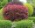 Rote Glanzmispel Red Robin - Photinia fraseri Red Robin Stämmchen, Stammhöhe 80 cm, Krone mehrjährig,  im 5 Liter Container