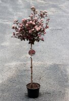 Blasenspiere Stämmchen  Lady in Red® - Physocarpus opulifolius  Stammhöhe 80 cm, im 5 Liter Container