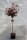 Blasenspiere Stämmchen  Lady in Red® - Physocarpus opulifolius  Stammhöhe 80 cm, im 5 Liter Container