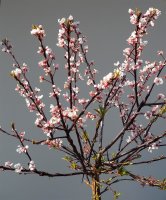 Wildpflaume Hessei - Prunus cerasifera Hessei  St&auml;mmchen