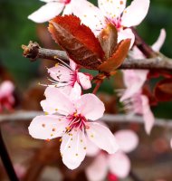 Blutpflaume Nigra - Prunus cerasifera Nigra St&auml;mmchen