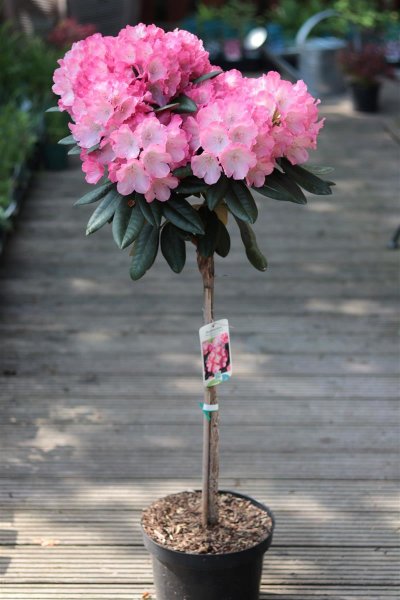 Rhododendron yakushimanum Fantastica - Stämmchen