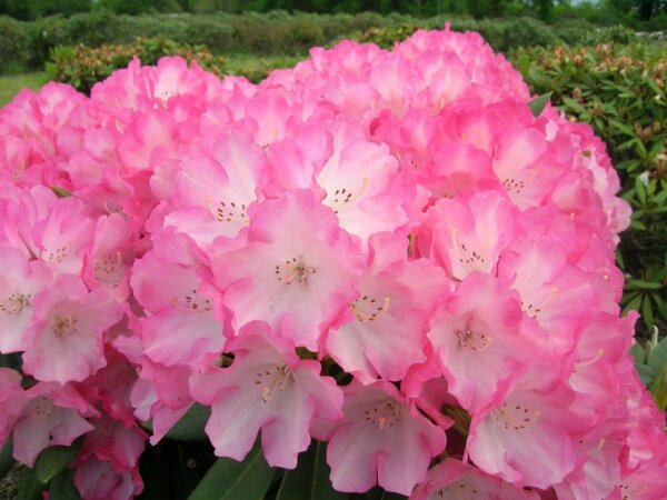 Rhododendron 'Fantastica' Stmmchen - veredelte Sorte auf Stamm, 71,95