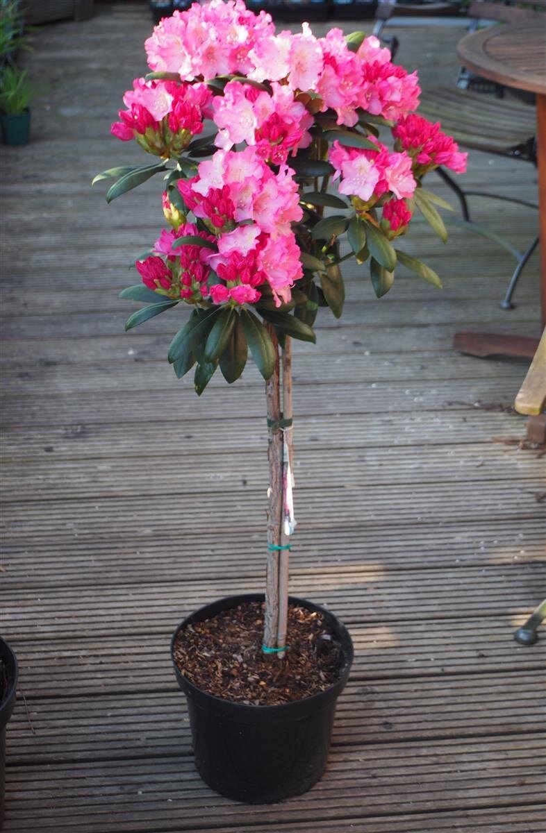 Rhododendron 'Polaris' Stmmchen von Baumschule Aurea, 71,95