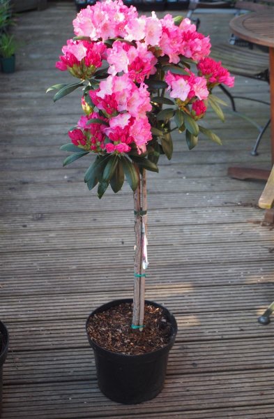 Rhododendron Polaris - Rhododendron yakushimanum Polaris St&auml;mmchen