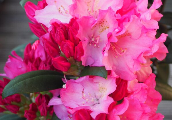 Rhododendron 'Polaris' Stmmchen von Baumschule Aurea, 71,95