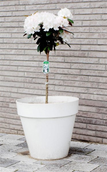 Rhododendron Schneekrone - Rhododendron yakushimanum Schneekrone St&auml;mmchen