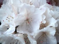 Rhododendron Schneekrone - Rhododendron yakushimanum Schneekrone St&auml;mmchen