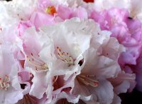 Rhododendron Schneekrone - Rhododendron yakushimanum Schneekrone Stämmchen Stammhöhe 80 cm, im 5 Liter Container
