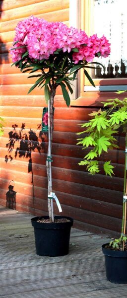 Rhododendron Sneezy - Rhododendron yakushimanum Sneezy Stämmchen Stammhöhe 80 cm,  im 5 Liter Container