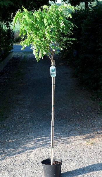 Kugelrobinie - Kugelakazie Robinia pseudoacacia Umbraculifera Stamm, Zierstamm, Stammhöhe 125 cm, Krone einjährig, im 7,5 Liter Container