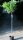 Kugelrobinie - Kugelakazie Robinia pseudoacacia Umbraculifera Stamm, Zierstamm, Stammhöhe 125 cm, Krone einjährig, im 7,5 Liter Container