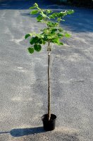 Henrys Linde - Tilia henryana Stämmchen