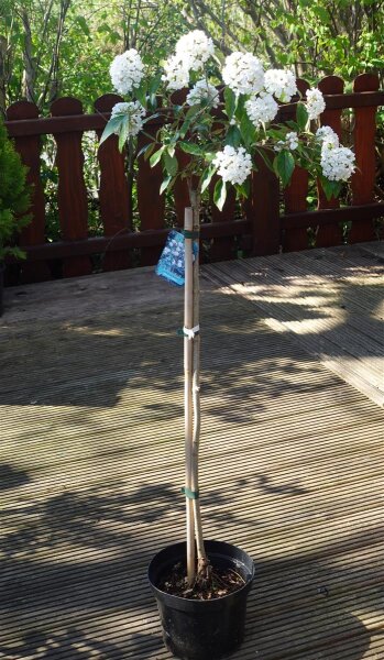 Schneeball Eskimo - Viburnum Eskimo Stämmchen Stammhöhe 80 cm, Krone einjährig, im 5-Liter Container