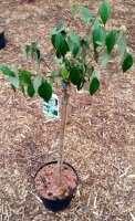 Schneeball Eskimo - Viburnum Eskimo Stämmchen Stammhöhe 80 cm, Krone einjährig, im 5-Liter Container