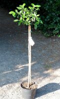 Schneeball Eskimo - Viburnum Eskimo Stämmchen Stammhöhe 80 cm, Krone einjährig, im 5-Liter Container