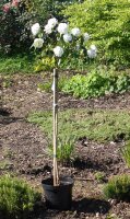Schneeball Eskimo - Viburnum Eskimo Stämmchen Stammhöhe 80 cm, Krone einjährig, im 5-Liter Container