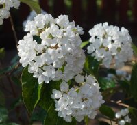 Schneeball Eskimo - Viburnum Eskimo Stämmchen Stammhöhe 80 cm, Krone einjährig, im 5-Liter Container
