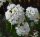 Schneeball Eskimo - Viburnum Eskimo Stämmchen Stammhöhe 80 cm, Krone einjährig, im 5-Liter Container
