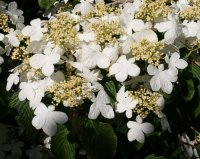 Japanischer Schneeball Mariesii - Viburnum plicatum...