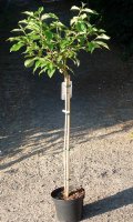 Japanischer Schneeball Mariesii - Viburnum plicatum Mariesii Stämmchen, Stammhöhe 80 cm, Krone einjährig, im 5 Liter Container