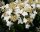Japanischer Schneeball Mariesii - Viburnum plicatum Mariesii Stämmchen, Stammhöhe 80 cm, Krone einjährig, im 5 Liter Container