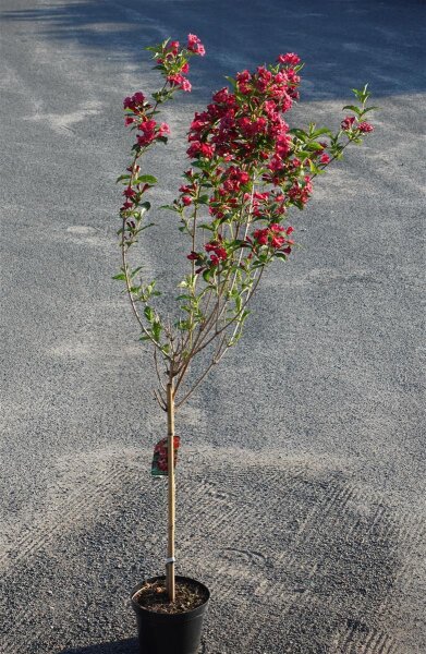 Weigelie Bristol Ruby - Weigela Bristol Ruby Stämmchen Stammhöhe 60 cm, Krone mehrjährig,  im 5 Liter Container