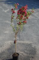 Weigelie Bristol Ruby - Weigela Bristol Ruby...