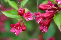 Weigelie Bristol Ruby - Weigela Bristol Ruby Stämmchen Stammhöhe 60 cm, Krone mehrjährig,  im 5 Liter Container