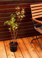 Gold-Johannisbeere - Ribes aureum