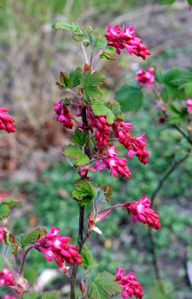 Blutjohannisbeere - King Edvard VII - Ribes sanguineum King Edvard VII 60-100 cm, Strauch im 5 Liter Container