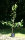 S&uuml;&szlig;kirsche Burlat - Prunus avium &acute;Burlat&acute;