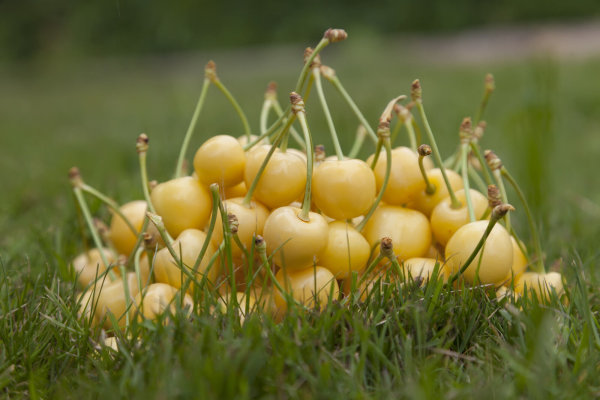 S&uuml;&szlig;kirsche D&ouml;nissens Gelbe Knorpelkirsche - Prunus avium D&ouml;nissens Gelbe Knorpelkirsche