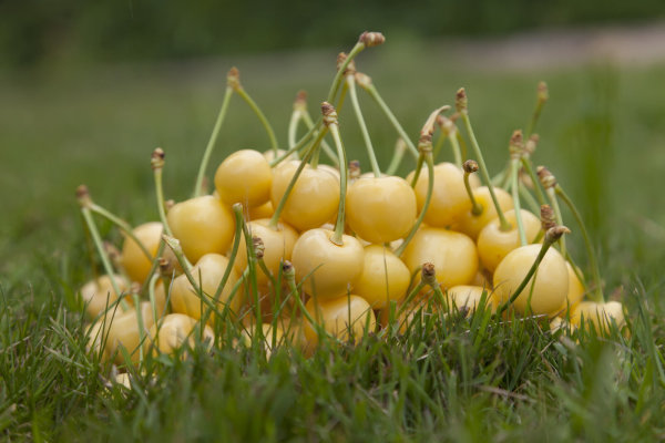 Süßkirsche Dönissens Gelbe Knorpelkirsche - Prunus avium Dönissens Gelbe Knorpelkirsche Hochstamm, Stammumfang 12-14 cm, 3x verpflanzt, mit Drahtballen